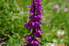 Orchidee auf dem Monte Cervati