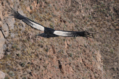 Condor