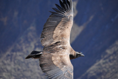 Condor