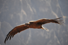 Condor