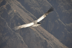 Condor