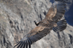 Condor