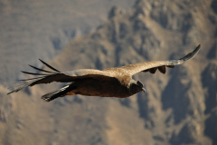Condor