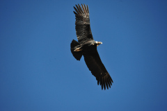 Condor