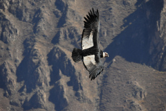 Condor
