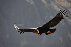 Condor