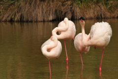 Flamingos