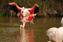 Flamingos