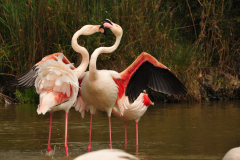 Flamingos