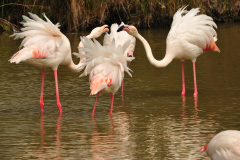 Flamingos
