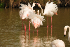 Flamingos