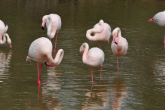 Flamingos