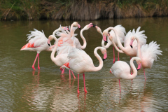 Flamingos