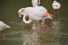 Flamingos