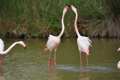 Flamingos