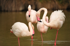 Flamingos