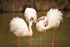 Flamingos