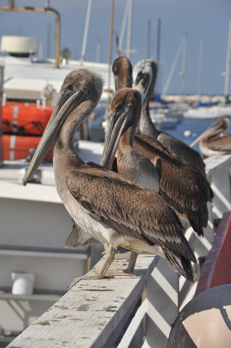Braune Pelicane