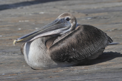 Braune Pelicane