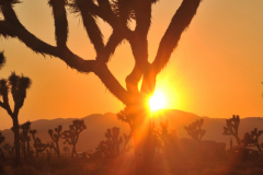 Joshua Tree National Parc