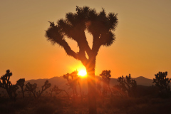 Joshua Tree National Parc