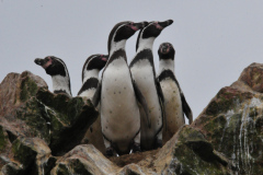 Humboldt Pinguine