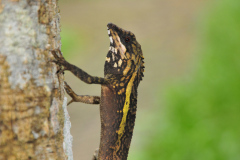 Swinhoes's tree Lizard